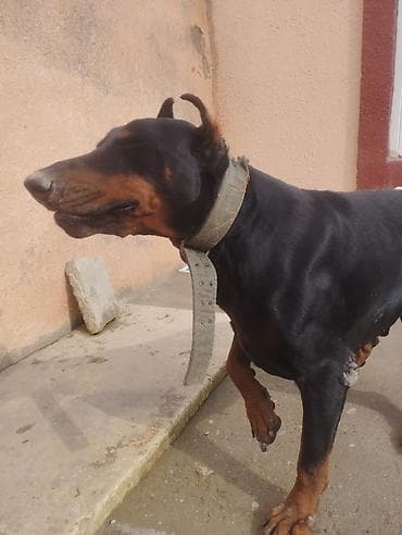 Digər heyvanlar: Doberman — 2