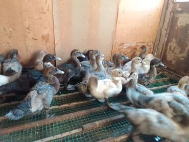 ingilis setteri it cinsinin digər adı nədi: Məhsul: Lal ördək (Muscovy) – damazlıq quşlar, balalar və kəsilmiş ət — 13