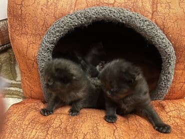 Yaxşı əllərə lalafo.az -da Yaxşı əllərə