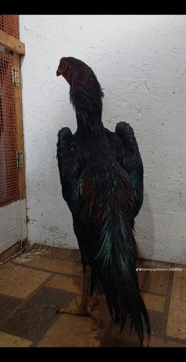 Куры: Heyrati oh shamo 8 ayliq Hind (Asil tipli) — 3