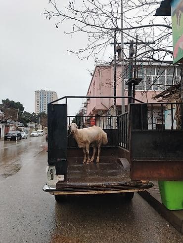 lada vaz 2101: Qiymet 5000 deyilir razılaşmaq olar — 9