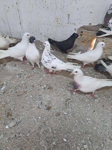 Gəmiricilər: Salam. goyercinler kom 6 manat tek tek 8 manat. goyercinle Bakının — 10