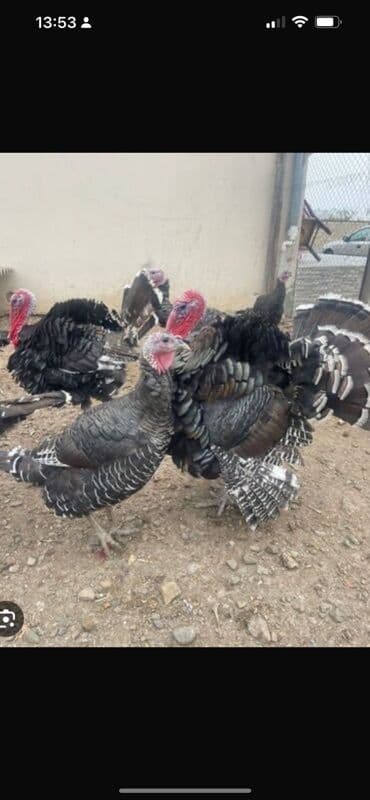 HUNDUŞQA SATİLİR KQ FƏRƏ 17 AZN XORUZ KQ15 AZN İSTƏYƏ BAĞLİ TƏMİZLƏNİB lalafo.az -da HUNDUŞQA SATİLİR KQ FƏRƏ 17 AZN XORUZ KQ15 AZN İSTƏYƏ BAĞLİ TƏMİZLƏNİB