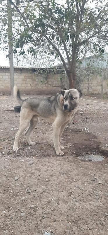 it heyvan: Kanqal, 10 ay, Erkek — 5