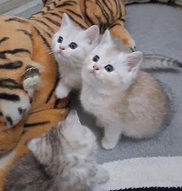 sabuncu heyvan bazari: Qızıl şinşilla, Dişi, Yaxşı əllərə, Ünvandan götürmə, Ödənişli çatdırılma — 2