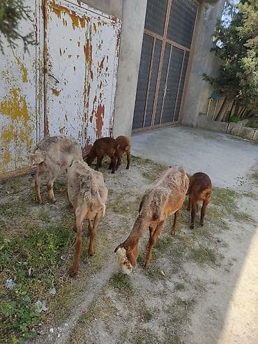 kristal yem mmc: Cavan ana balla qoyunllardi. 3. ana 3 balla bir ana balla 350 m — 9