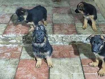 coban iti satilir: Alman çoban iti, 3 ay, Dişi, Peyvəndli, Ünvandan götürmə — 7
