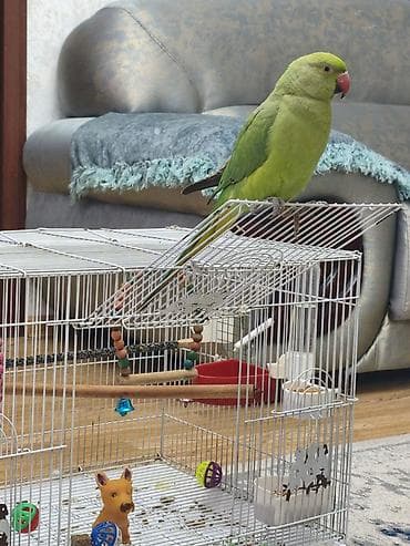 tutuquşlar: Hind halqalı (ringneck) papuqay – 5 söz bilir ələ gələndi qəfəsi də — 4