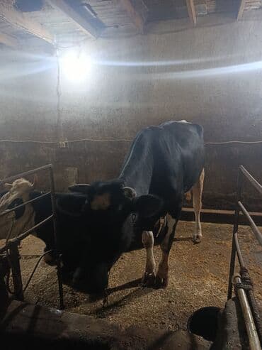 cins inekler: 3 ədəd inək satılır. Yanvar ayında doğmalıdır. Əlavə olaraq 1 baş 3 — 4