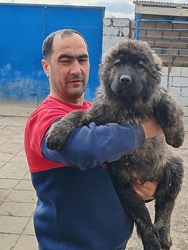 kaski iti: Qafqaz çoban iti, Peyvəndli — 4