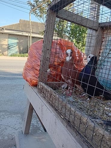 sarı quş: Görduyun qusdar satlir ag baslar cutu 50m - Növ: dekorativ/şou tipli — 2