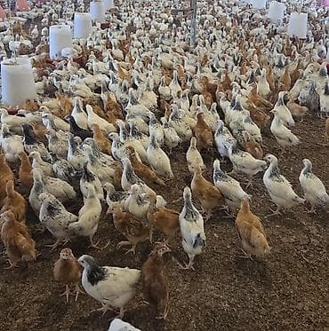 Digər heyvanlar: Salam Temiz Lider 55 Serebirst Tam saglam heyvanladir tam vaksinleri — 2