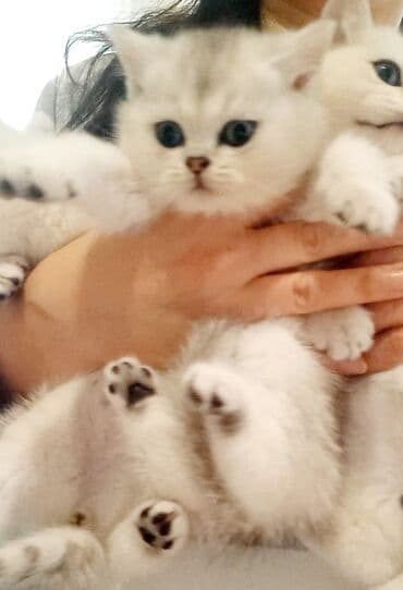 pişik boz: Britan, Erkək, Dişi, Yaxşı əllərə, Ünvandan götürmə — 1