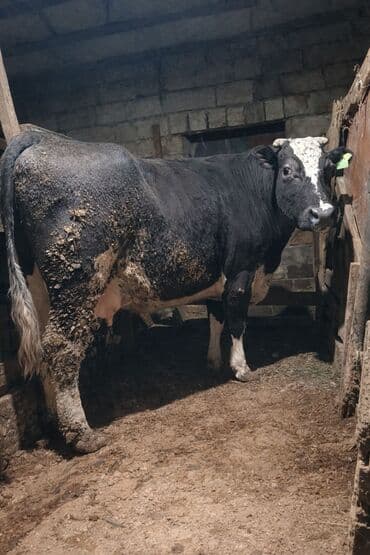 Dişi, il: 3, Südlük