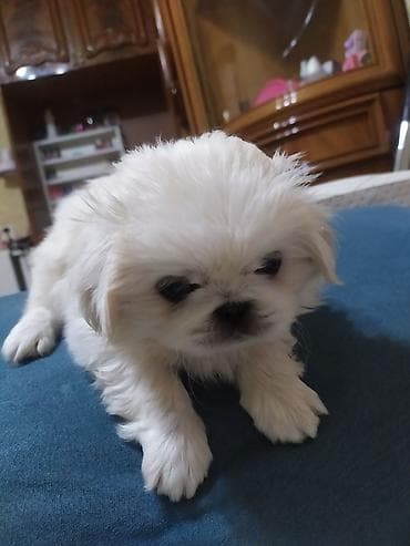 Pekines, 1 ay, Erkek, Pulsuz çatdırılma