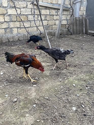 sultan toyuqlar: Toyuq, Damazlıq, Ödənişli çatdırılma — 3