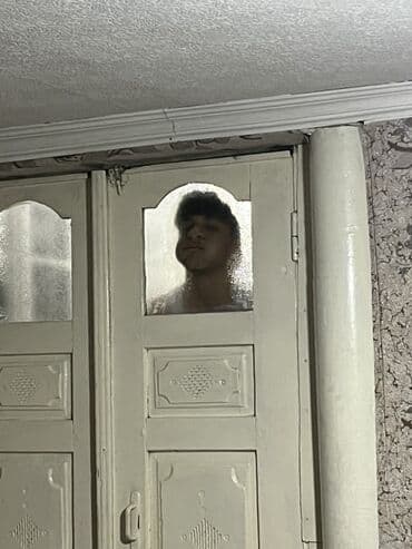 İtlər: Şotland yastı qulaq, Erkək, Ünvandan götürmə — 5