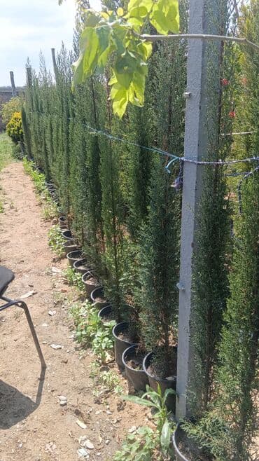 gubrə satışı: Torf gubreside satilir 300 den cox alsaz endirim veya catrlma olacaq — 2