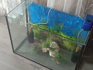 ev toyuqları: Dördbucaq akvarium, Boş, 100 l — 6