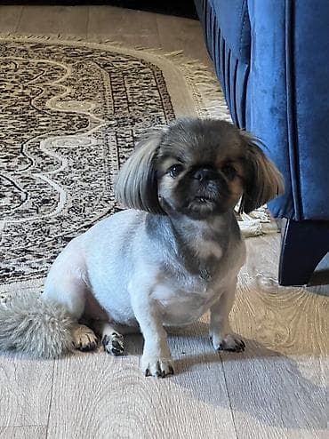 pitbul it: Pekines, 2 il, Dişi, Cütləşmə üçün — 3