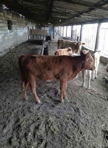 heyvanlar və balaları: Dana, buzov, Dişi, ay: 6, Damazlıq, Südlük, Ətlik, Ünvandan götürmə — 1