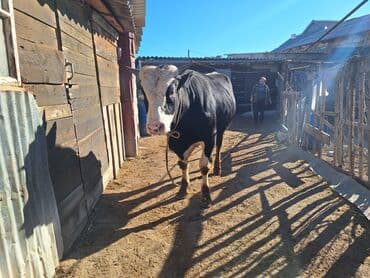 qoyun əti qiyməti: Dana 6 ay bordağa bağlamış heyvandı təmi əti 220 230 aralığda olar — 3