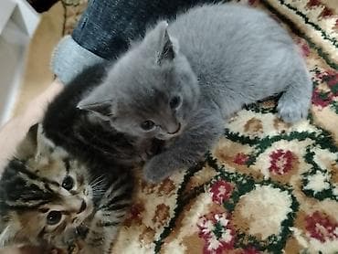 ov itlerinin satisi: Boz rəngli balaca pişik balaları - Qısa təsvir: Yumşaq tükə malik — 2