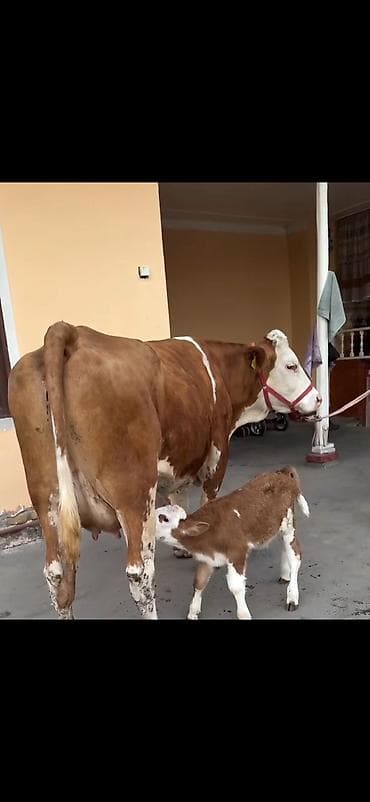 inək sagan: Simental tipli inək və balası - Cins: Simental tipli, qırmızı-ağ rəng — 3