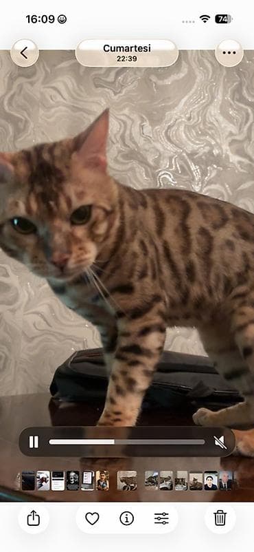 Benqal, Erkək, Cütləşmə üçün, Ünvandan götürmə