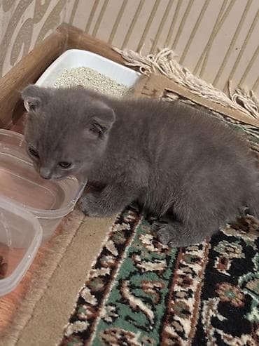 at şekilleri: Şotland yastı qulaq, Erkək — 2