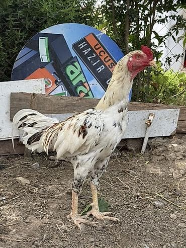gence it satisi: Tecili. 11 aylıq. Aktiv cavan gözel rengli vidi ve cinsi olan yapon — 3