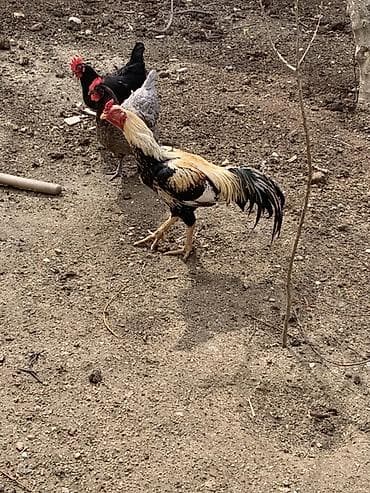 xas: Xüsusi rənglərlə göz oxşayan ev toyuğu xoruzu - Növ: xoruс (ev — 3