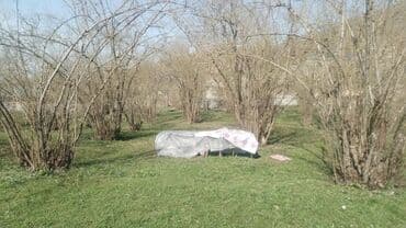 bag evlerinde is elanlari 2024: 8 sot, Kənd təsərrüfatı, Kupça (Çıxarış) — 5