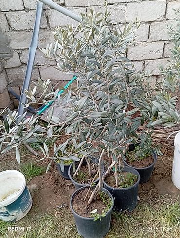 Zeytun ağacı tingləri (qablarda) - Növ: zeytun (Oleа europaea) -