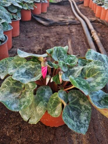 qızıl gül buketi: Gullerin satişi — 4