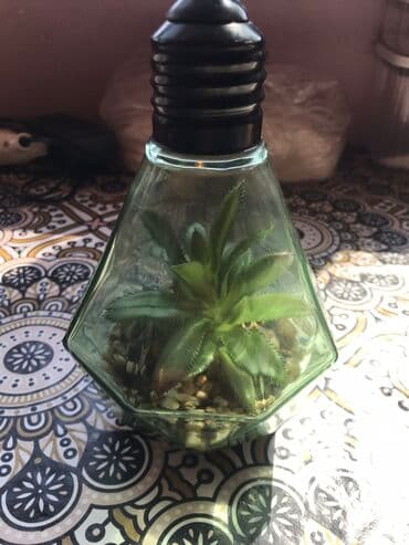 rengli lampalar: Lampa — 2