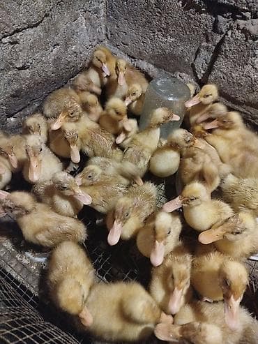 kuban ordeyi: Ördək balaları – sarı tüklü, aktiv və sürətli böyüyən cücələr - Növ — 3