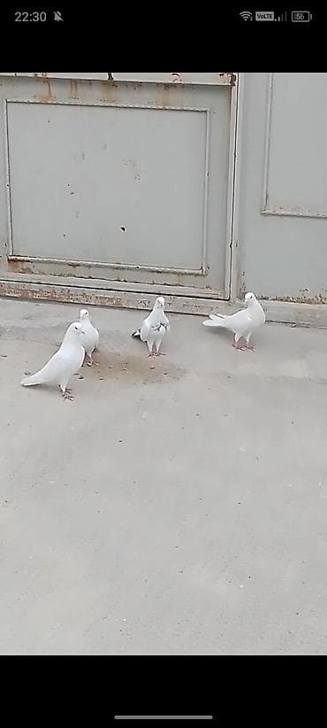 4 eded quwlar satilir ela saxlamali heyvandilar iki erkey iki maya