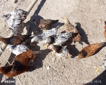 gence toyuq cuce: Toyuq cücələri, Damazlıq, Ünvandan götürmə, Ödənişli çatdırılma — 1