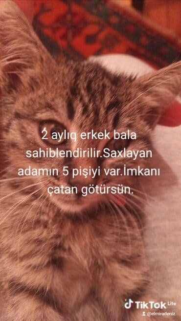 erkek pişik adları: Tabbi, Erkək, Yaxşı əllərə, Ünvandan götürmə — 5