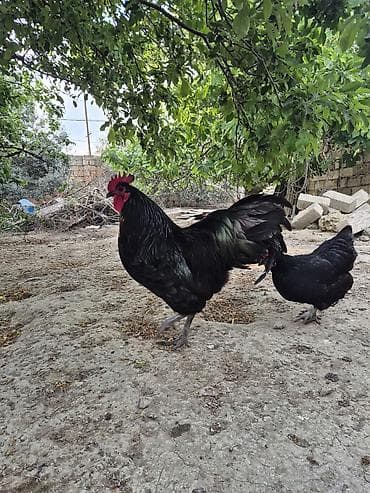quş yuvasi: Salam Aleykum .13 Ayin heyvanidi temizqan Avstrolorpdu saglam aktiv — 2