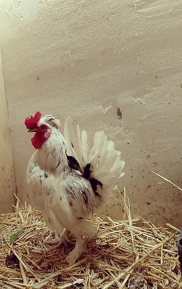 cins at: Toyuq, Damazlıq — 9