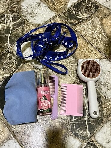 pudel karlik: Pudel, 7 ay, Peyvəndli — 8