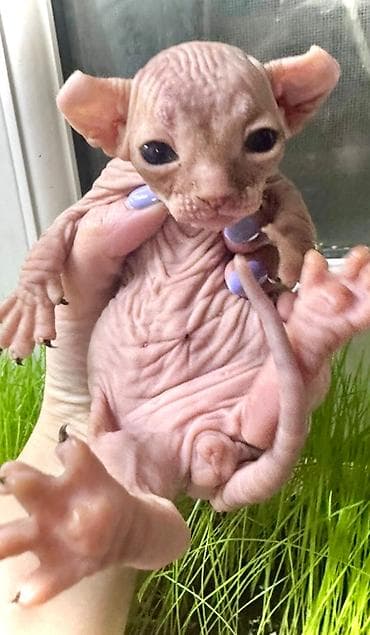 Pişiklər: Sfinks, Erkək — 2