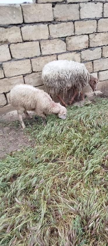 Quzu satılır 3dene ana bala qoyun, bir ana bala 280 manat. ana — 2