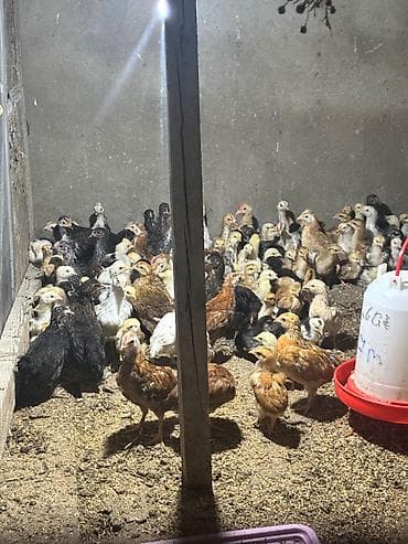 dişi pitbul: Toyuq cücələri, Damazlıq, Ünvandan götürmə, Ödənişli çatdırılma — 4