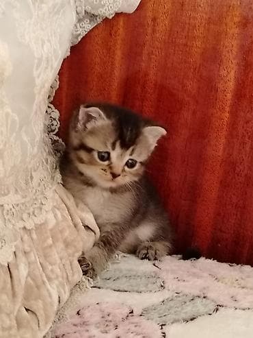 heyvan bazari: Yumşaq, açıq krem rəngli tükləri və mavi gözləri ilə sevimli balaca — 5
