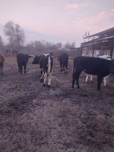 İtlər: 5 dənə erkəy danadi saglam saxlamalı danalardi 0516652777 — 4