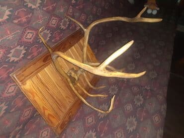 декоративные головы животных на стену: Tebii maral buynuzu.Yakutiyadan gelib.1960 ci illerin buynuzudu.kelle — 2