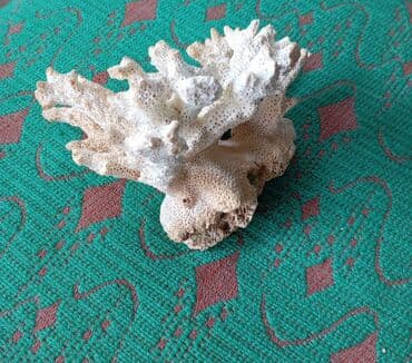 силиконовые формы: 📢 Объявление: 🌊 Натуральный морской коралл – для интерьера или — 5